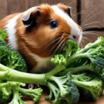 Are Broccoli Stalks Safe for Guinea Pigs?